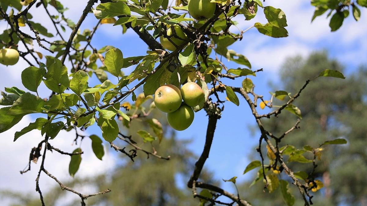 ramnicu valcea livezi meri elefant