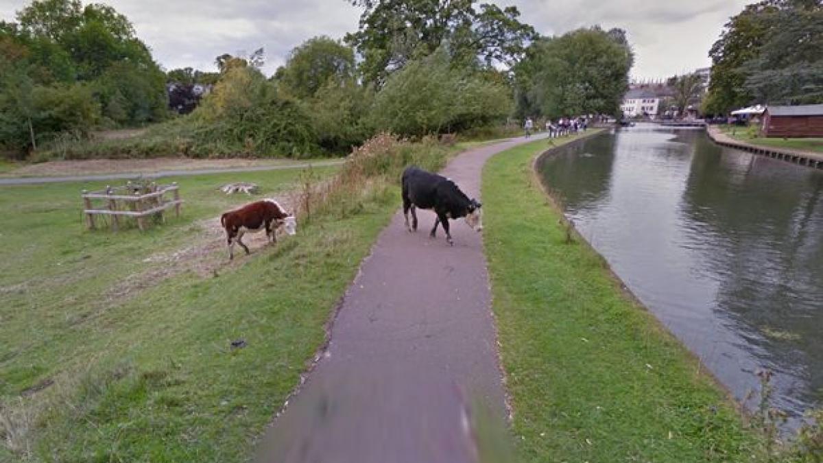 google tinta ironiilor pe internet cum a protejat identitatea unor vaci aflate la pascut