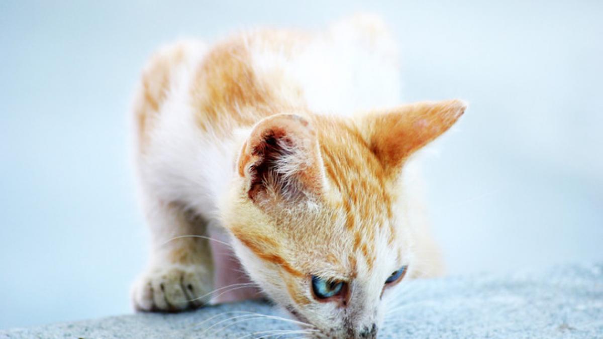 o pisica a ajuns politist in australia