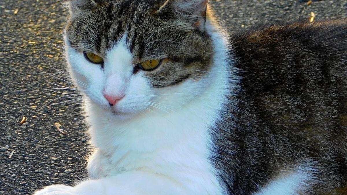 premiera la vatican care este primul papa care a adus o pisica