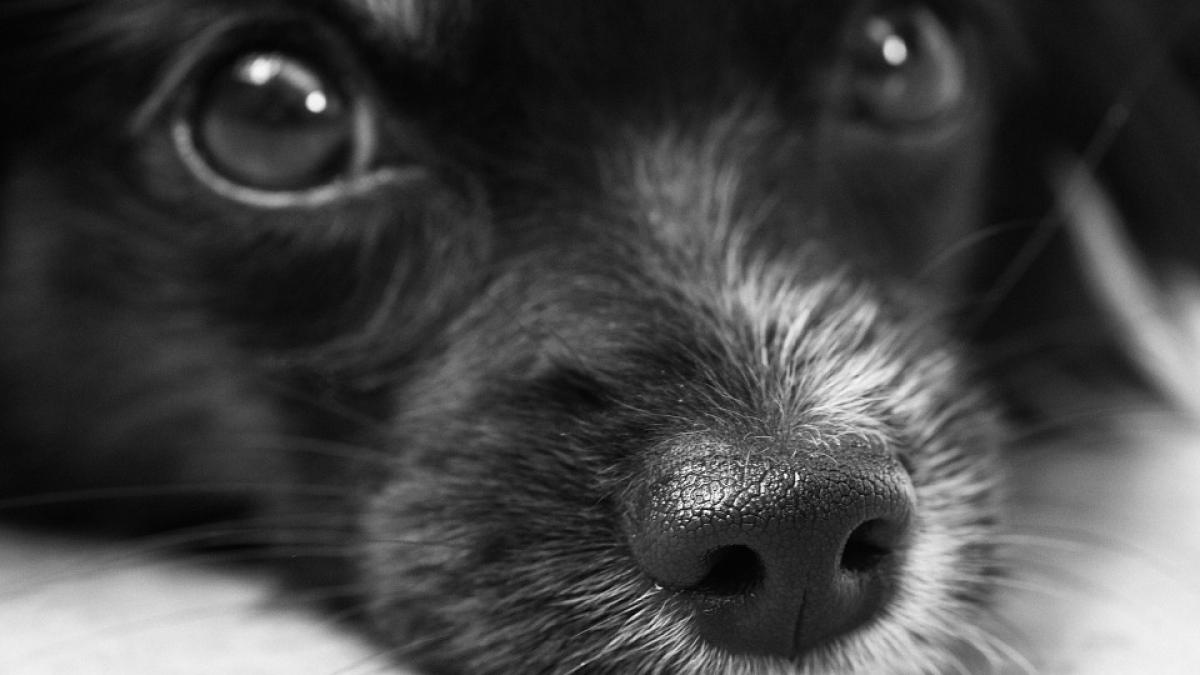 un filmulet cu un pui de catel a devenit viral ce face animalutul cand se intalneste cu primul sau