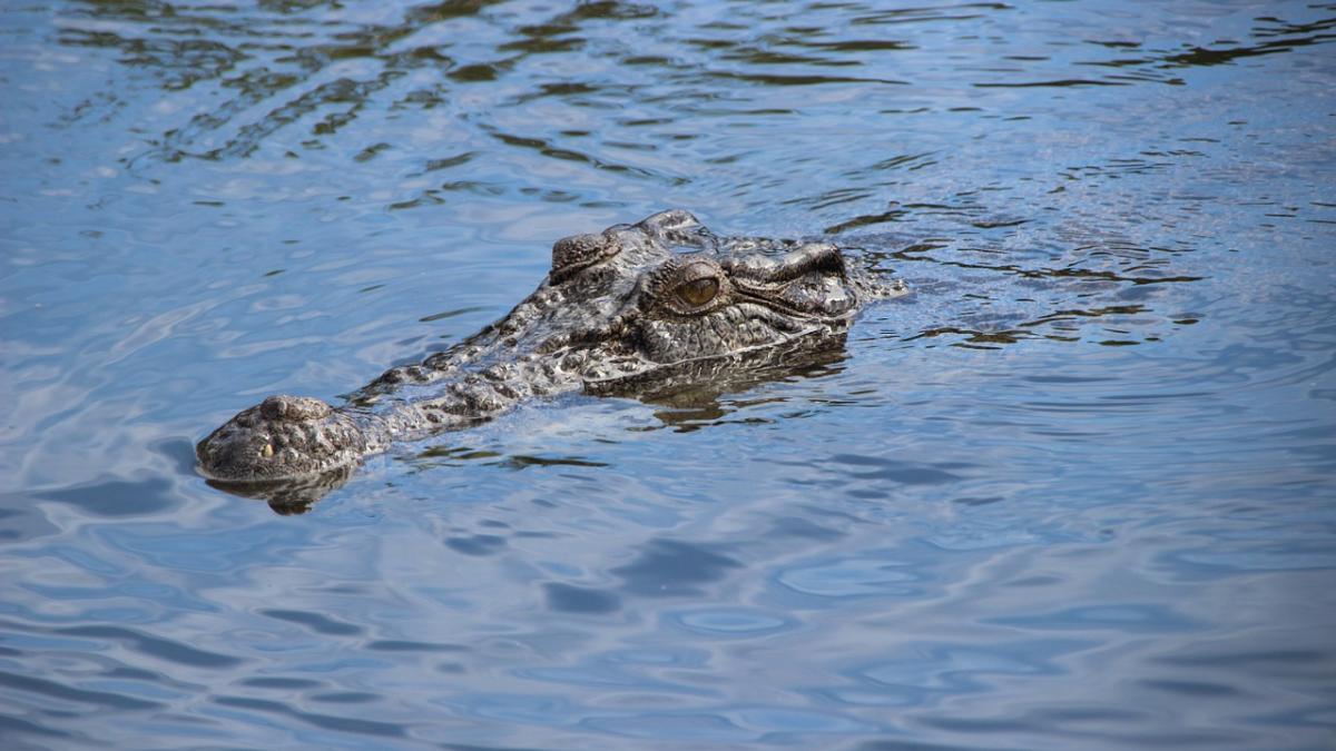 a luat o piatra si a aruncat cu ea intr un crocodil reactia reptilei a devenit virala