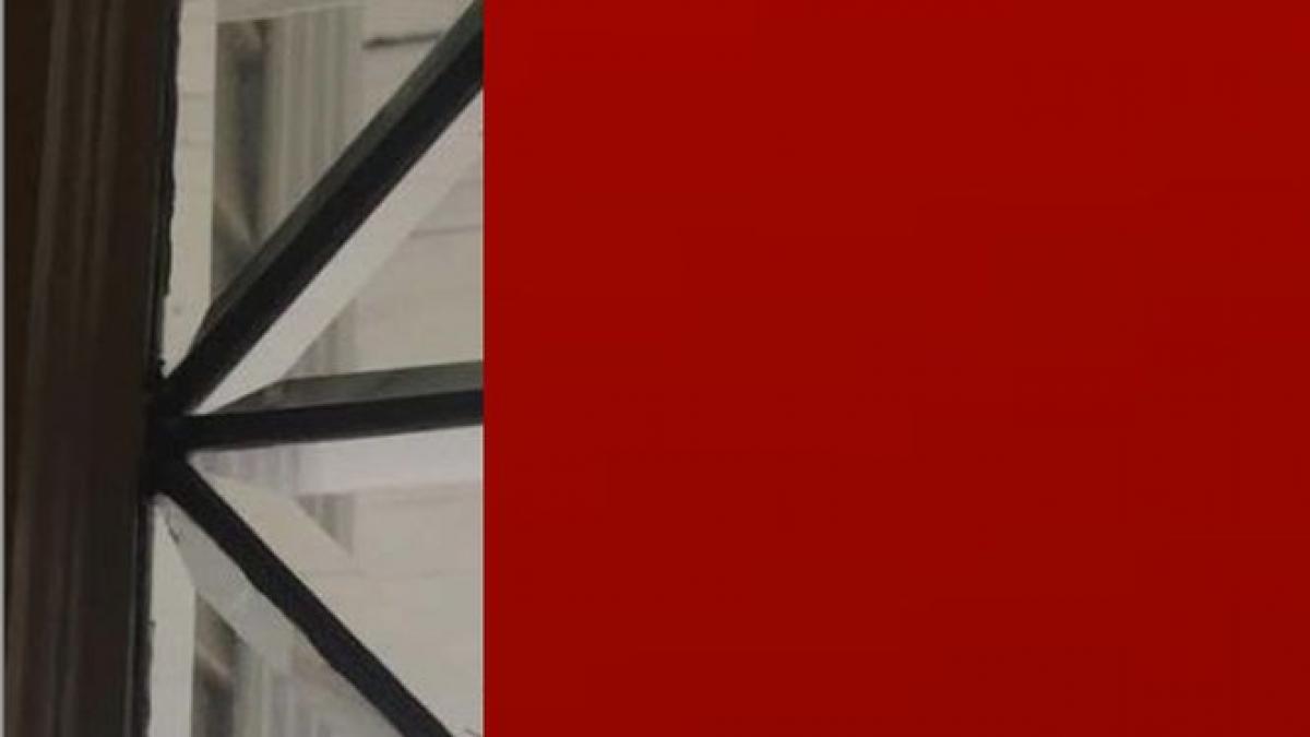 viespile sunt un pericol real pentru orice locuinta