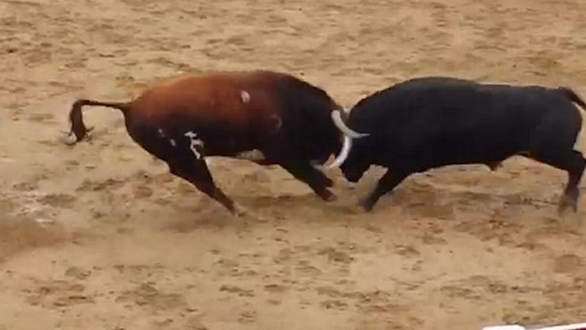 moarte fulgeratoare pe o arena din spania doi tauri de prabusesc imediat dupa ce se lovesc cap in