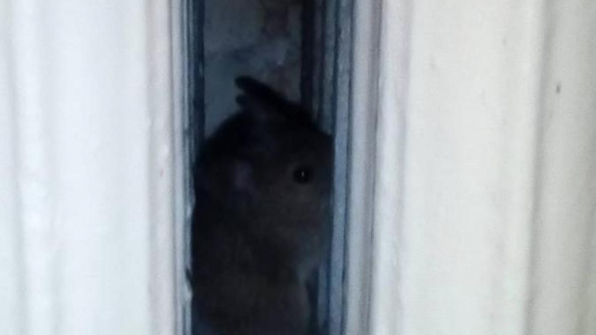 pacienti terorizati de soareci la spitalul de pneumoftiziologie din aiud