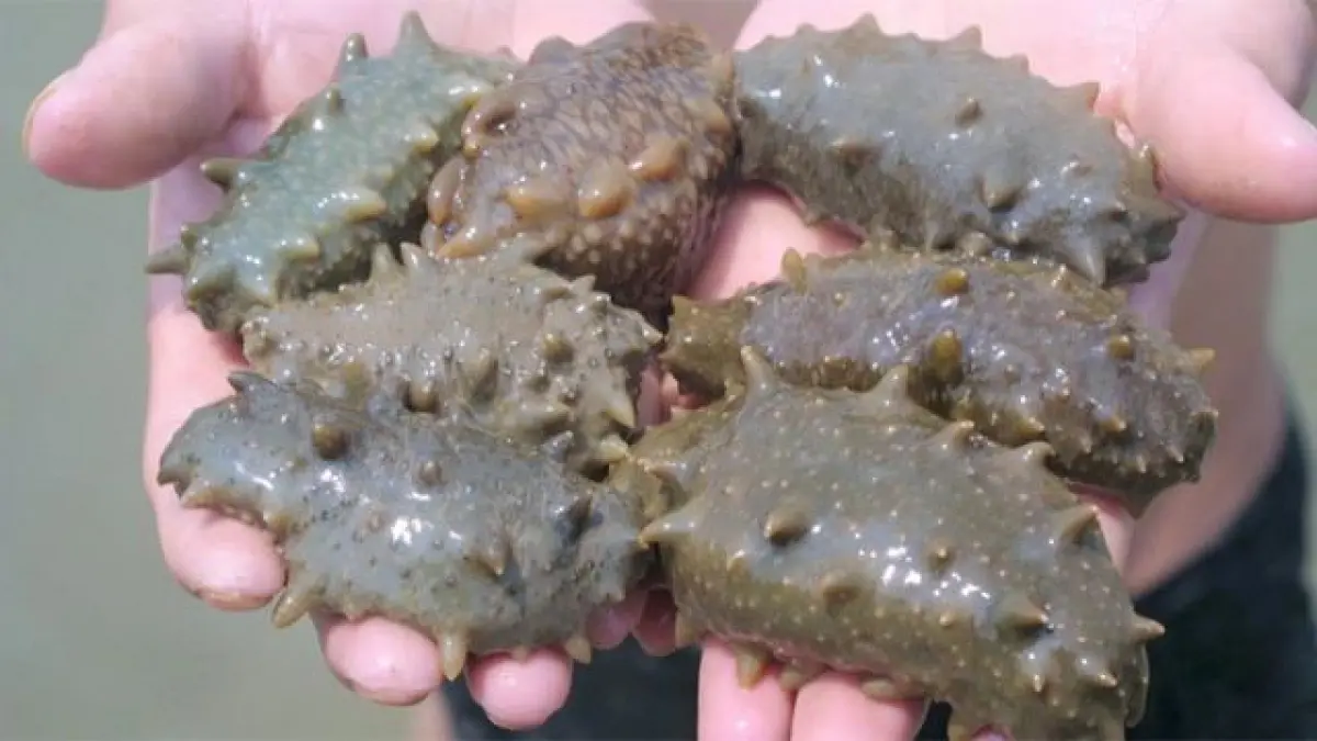 aceasta creatura distruge 95 din celulele canceroase micsoreaza tumorile si te scapa de zeci de boli