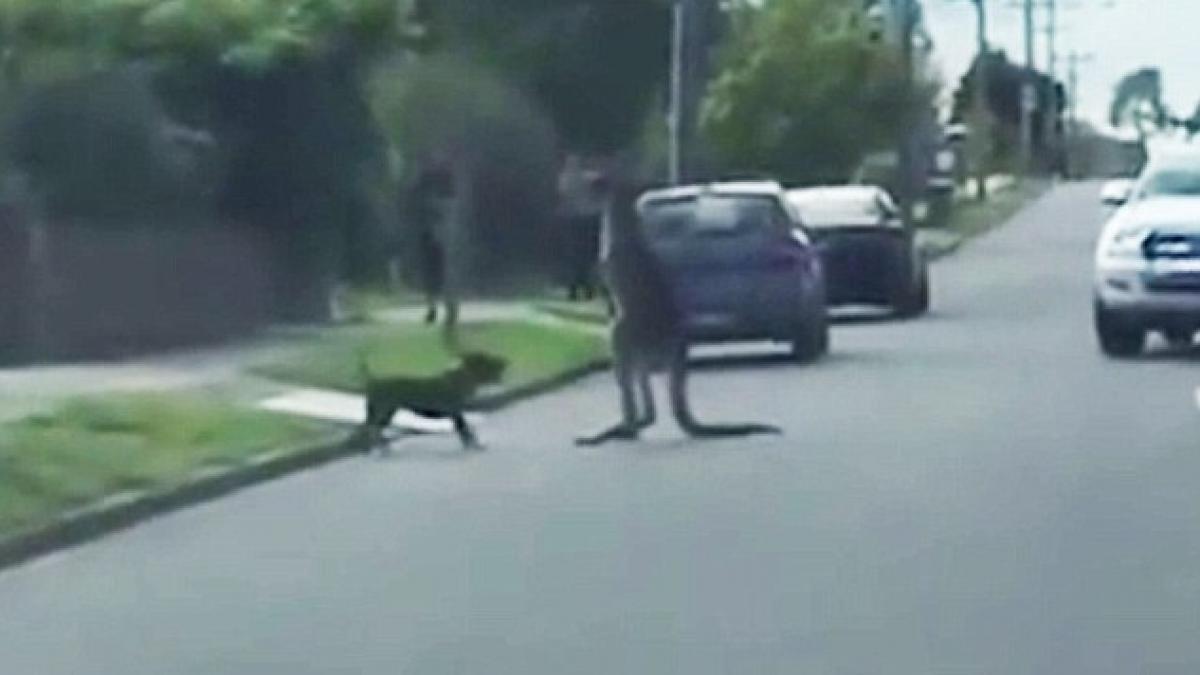 un caine de talie mica se ia parte n parte cu un cangur pe o strada din melbourne cine castiga