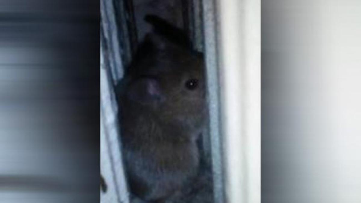 imaginile groazei spitalului de pneumoftiziologie aiud este infestat cu soareci si gandaci