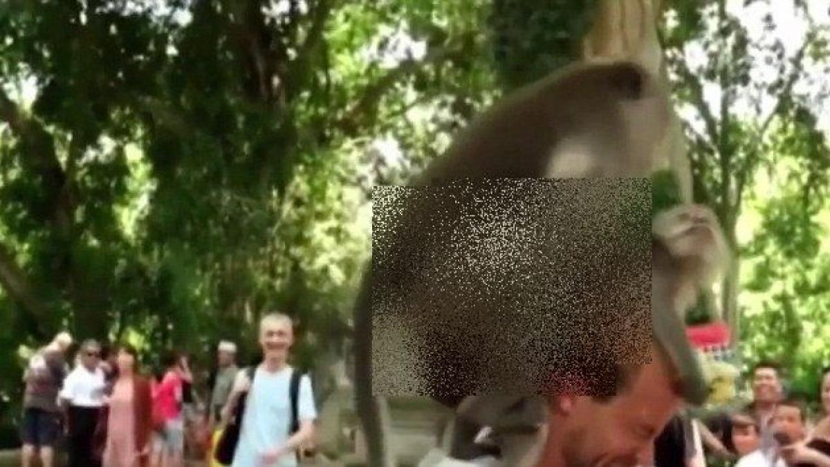 nu ai mai vazut asa ceva ce fac doua maimute pe umarul unui turist in hohotele tuturor