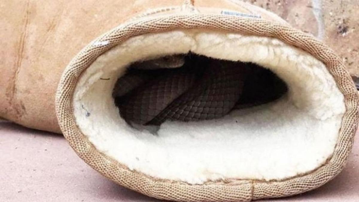 a vrut sa isi pregateasca ugg urile de vremea rea dar a avut un soc ce a gasit in blanita