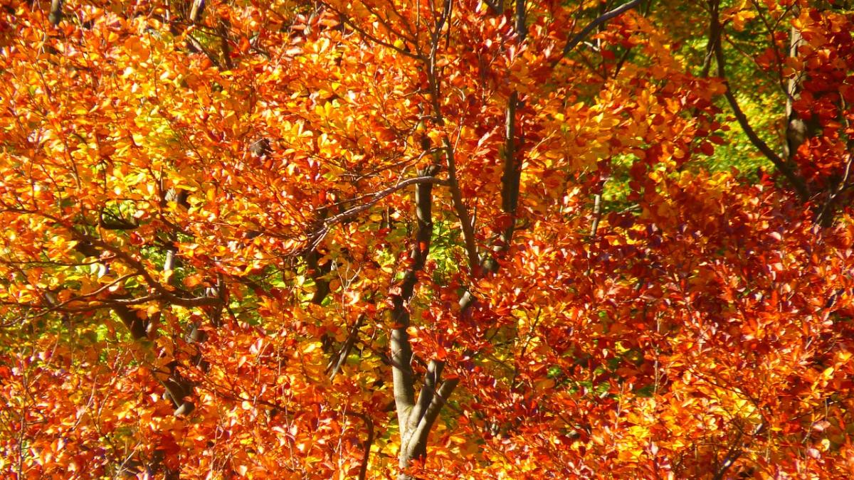 meteo vreme maria linda prognoza