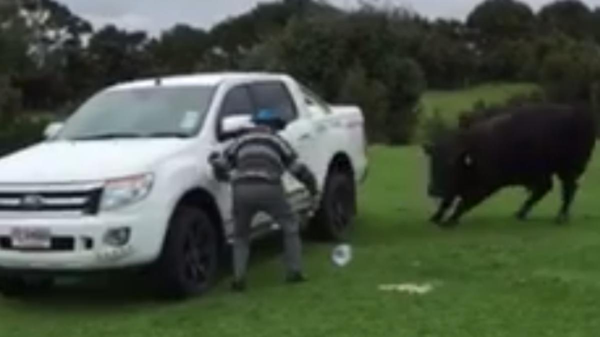 scene de groaza pentru un tanar care isi filmeaza tatal de 81 de ani incercand sa alunge un taur