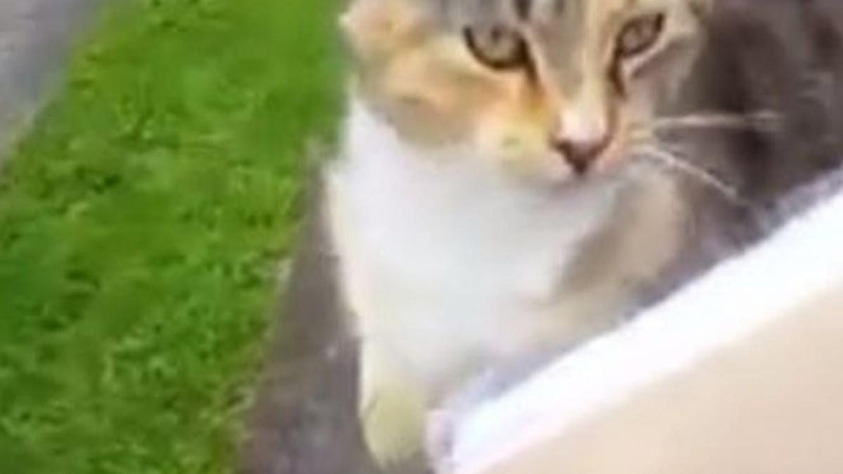 aceasta pisica urmareste in fiecare zi postasul ce se intampla dupa ce se urca pe bicicleta omulului