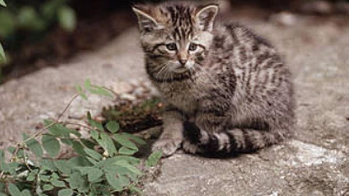 ministerul mediului propune impuscarea a 1691 de animale salbatice strict protejate