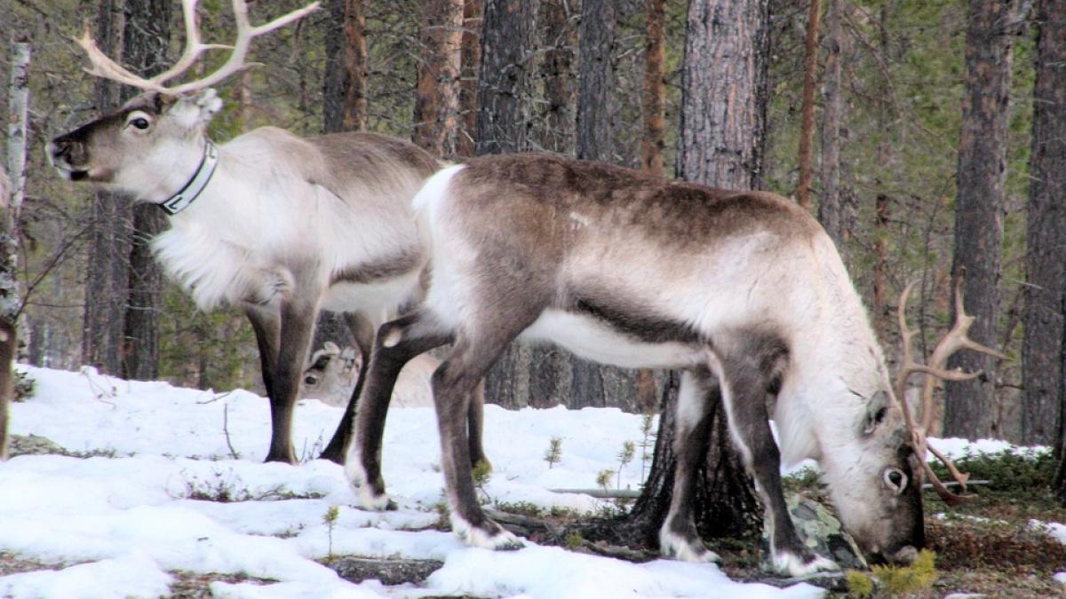 stare de urgenta in siberia 250 000 de reni vor fi ucisi pana la craciun
