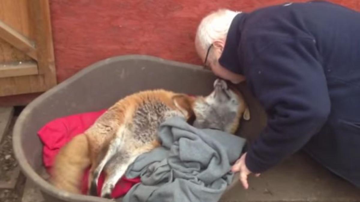 dovada vie ca un animal nu uita niciodata omul care i a facut bine