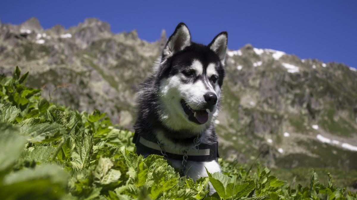 un roman care a cazut intr o rapa a fost salvat de cainele sau