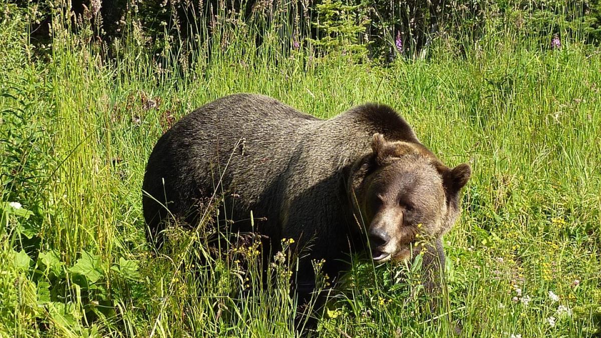 grizzly-1180556_960_720.jpg