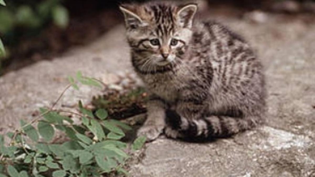 ministerul mediului a suspendat ordinul care ar fi permis impuscarea a aproape 1 700 de animale