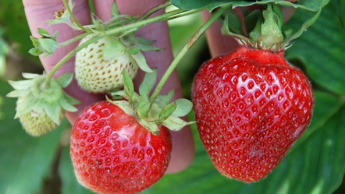 un deputat britanic face declaratii revoltatoare la adresa romanilor