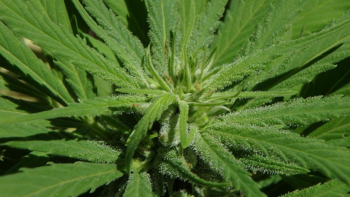 operatiune militar elicopter planta marijuana