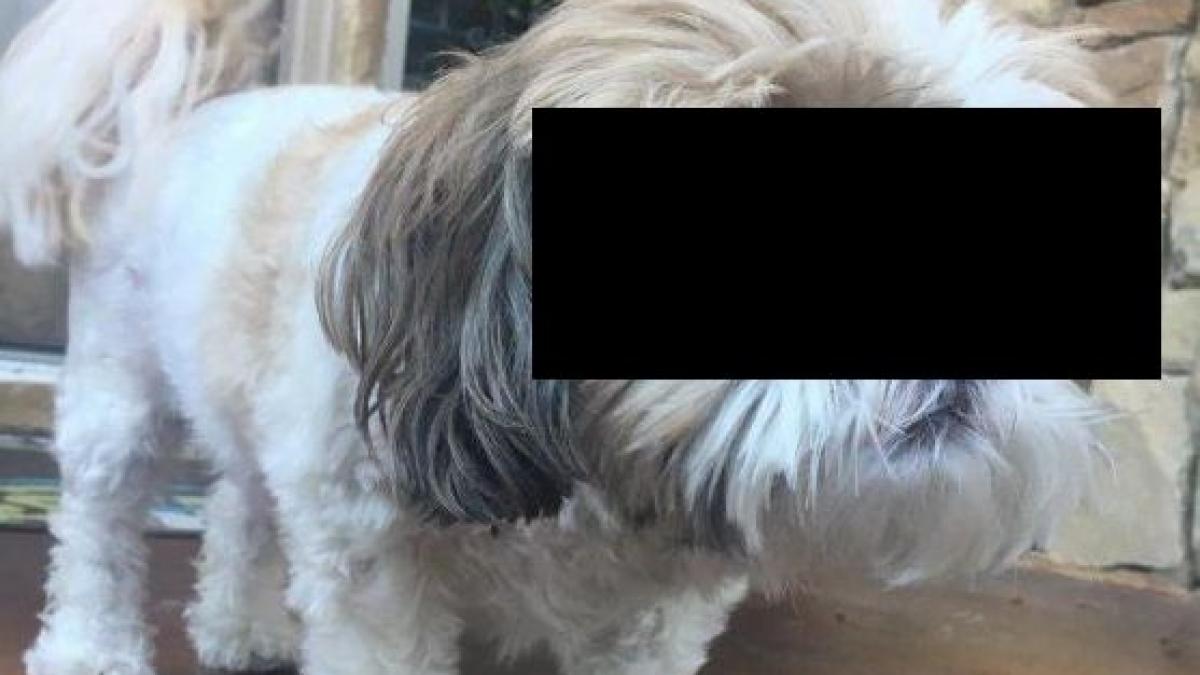 motivul incredibil pentru care acest caine a devenit vedeta in cartierul lui toti il fotografiaza