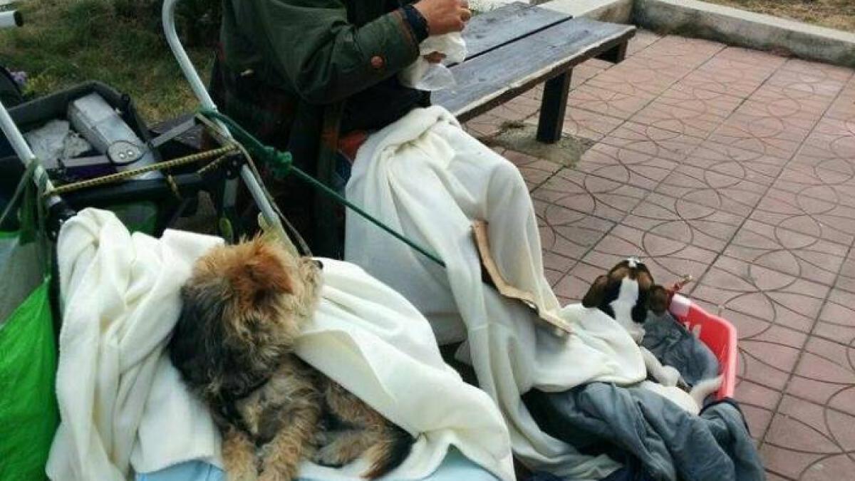 un italian a ajuns sa cerseasca in romania povestea incredibila a omului care spune ca a pierdut