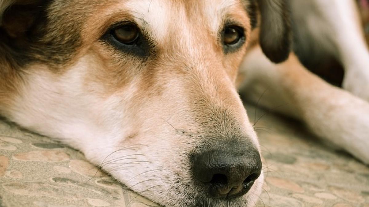 o aradeanca i a pus catelusei gestante ace cu gamalie in mancare