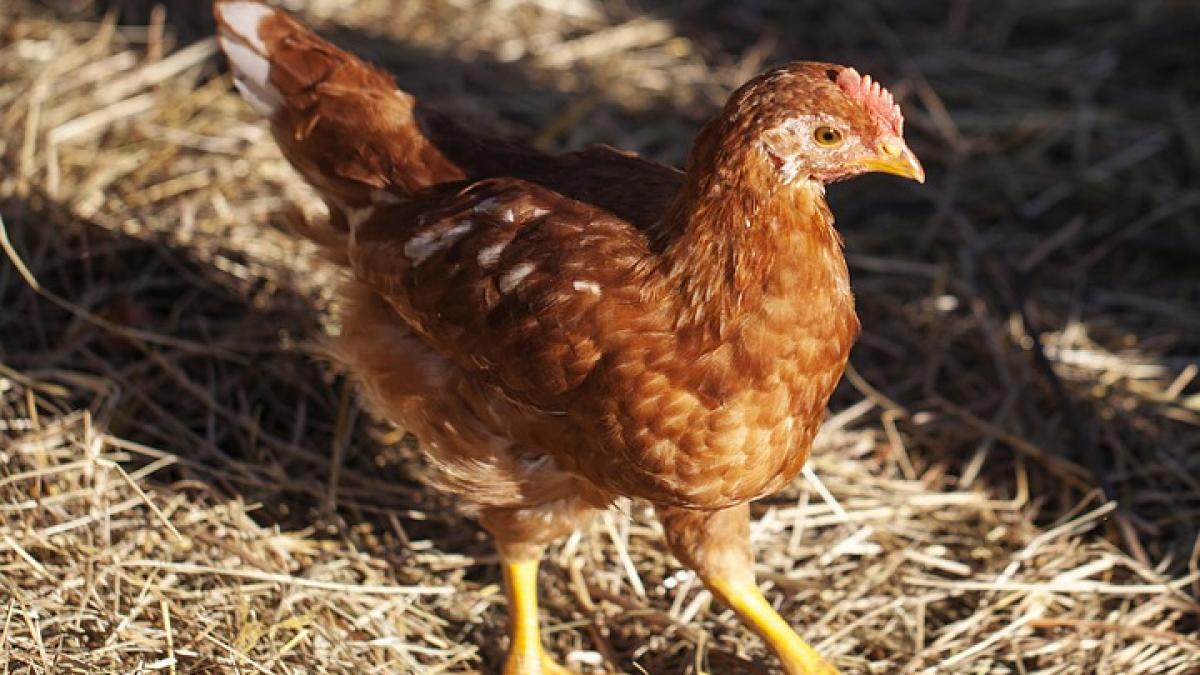 o gaina subiect de ancheta pentru politisti dupa ce a traversat neregulamentar