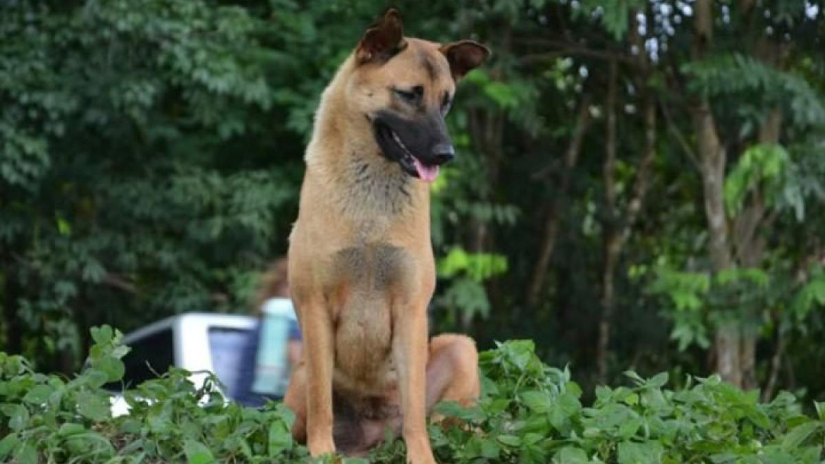 timp de un an si a asteptat stapanul in locul in care l a pierdut ce s a intamplat cu hachiko de