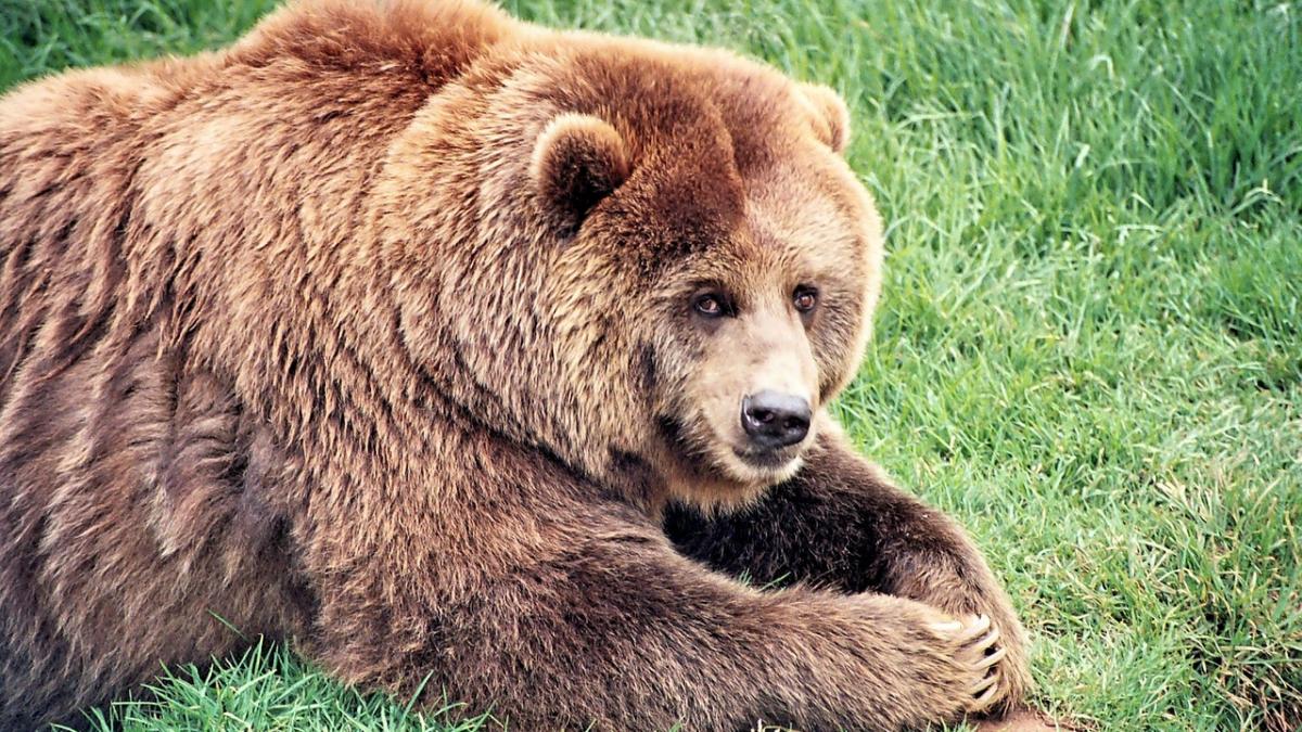doua suflete si doua constiinte prietenia impresionanta dintre un om si un urs grizzly