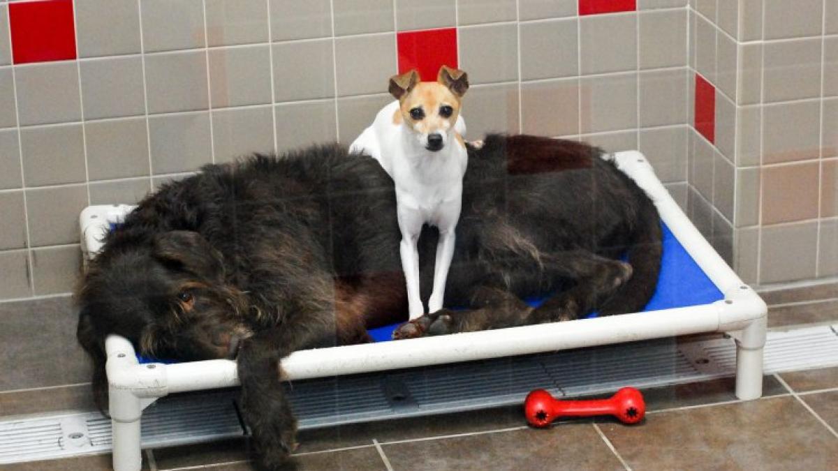 stateau lipiti unul de celalalt in adapostul pentru animale nimeni nu putea sa i desparta ce s a