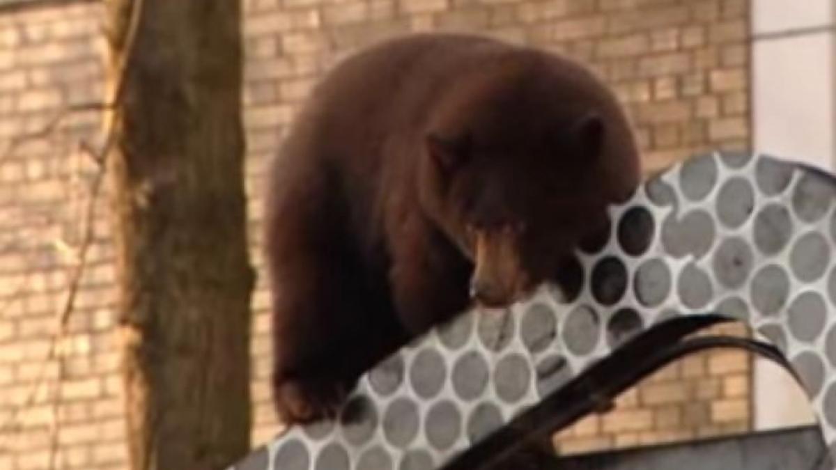 un urs s a catarat pe o masina de gunoi in centrul orasului cum au rezolvat americanii problema