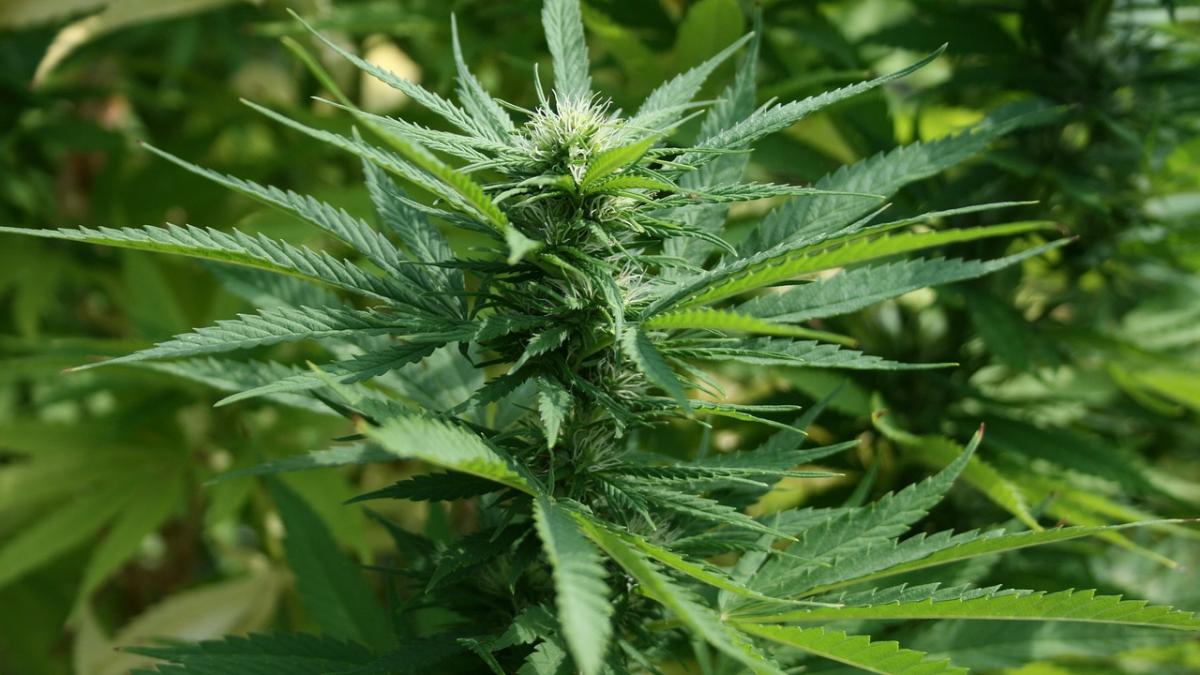 o tara din europa face un pas important in legalizarea marijuanei ce au descoperit cercetatorii in