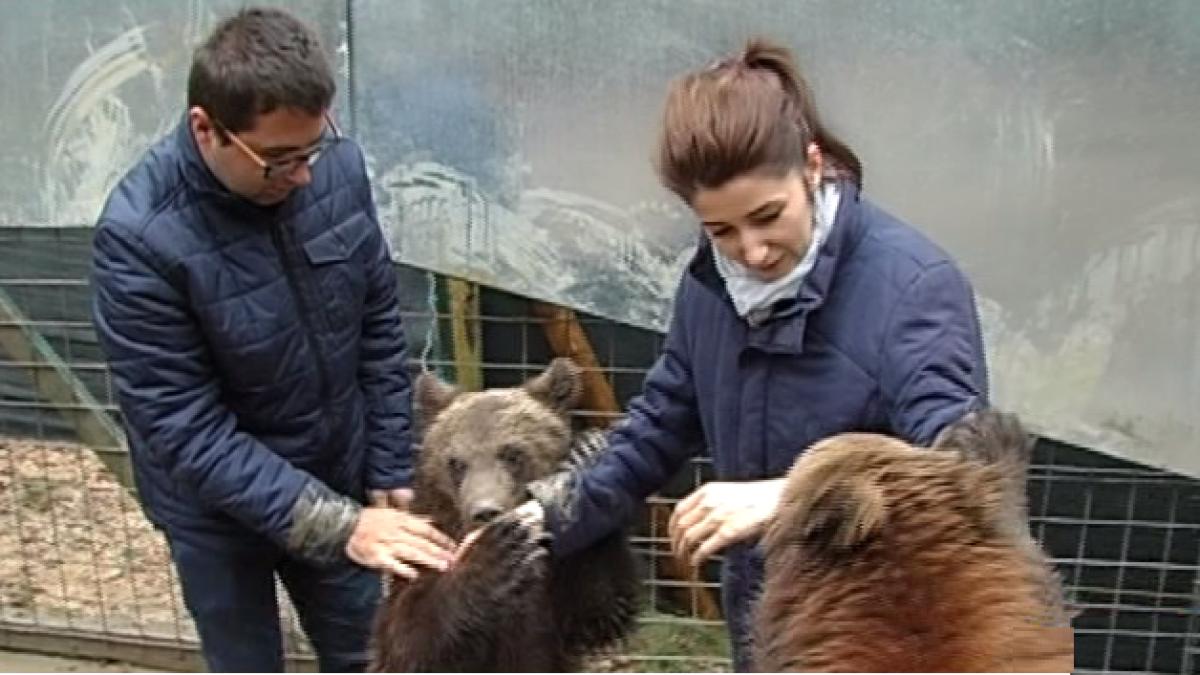 sinteza zilei experiment fabulos jurnalisti antena 3 in cusca ursilor