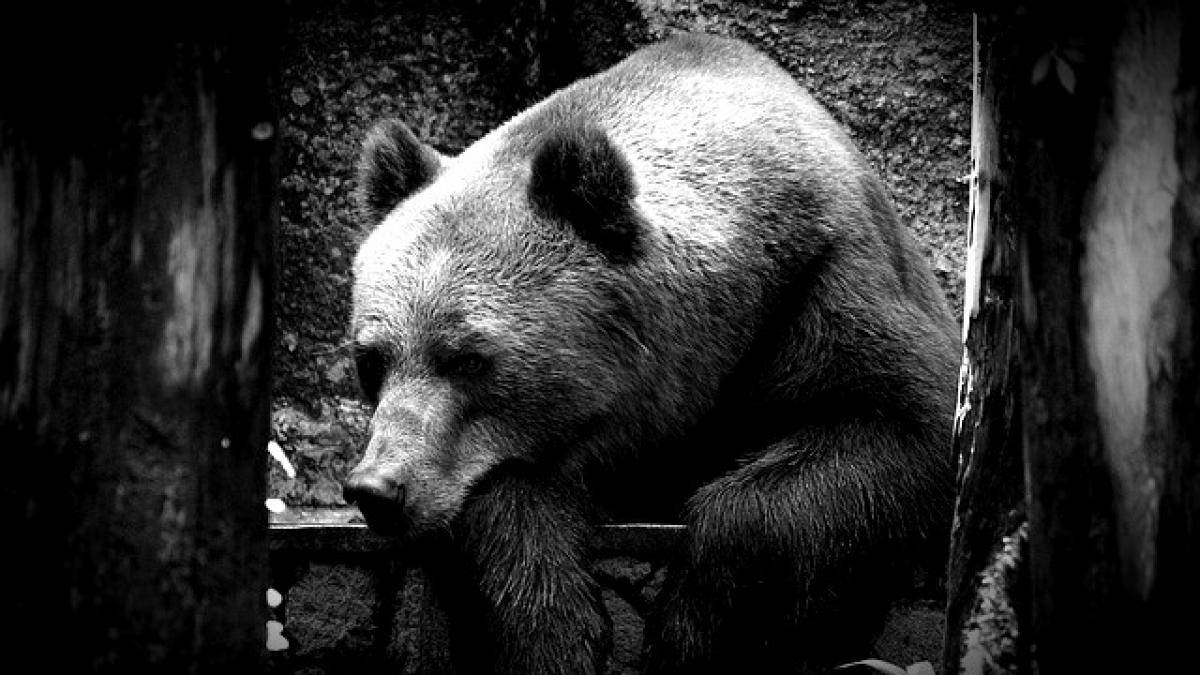 sibiu peste o suta de persoane la protestul pentru ursul omorat