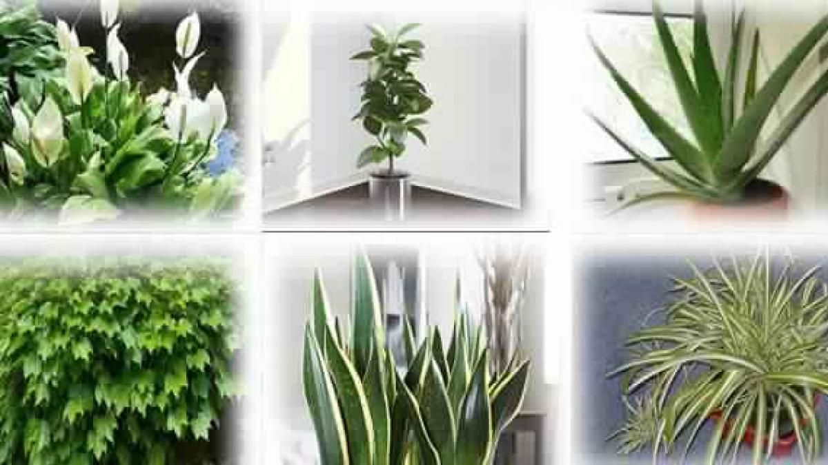 plantele astea sunt bombe cu oxigen trebuie sa le ai la tine in casa