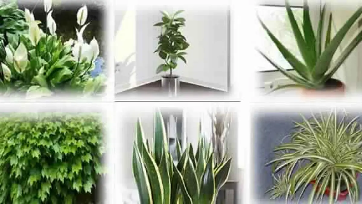 plantele astea sunt bombe cu oxigen trebuie sa le ai la tine in casa
