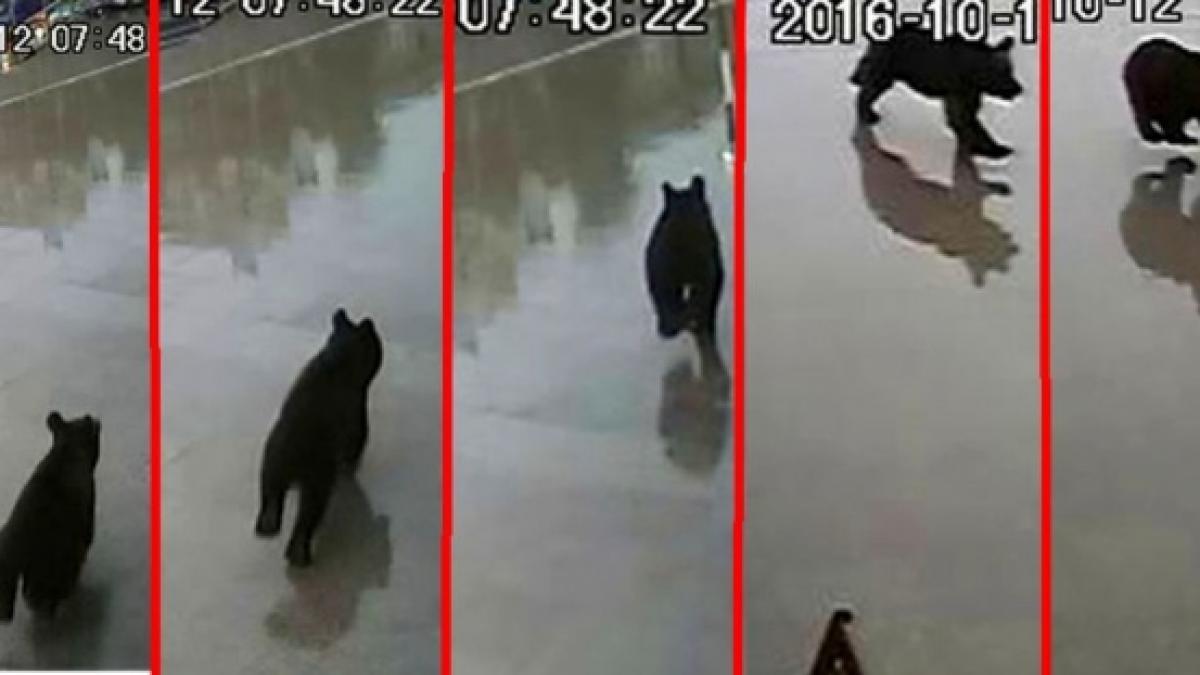 corpul de contro al mai in cazul ursului ucis la sibiu animalul a fost omorat desi nu mai exista un