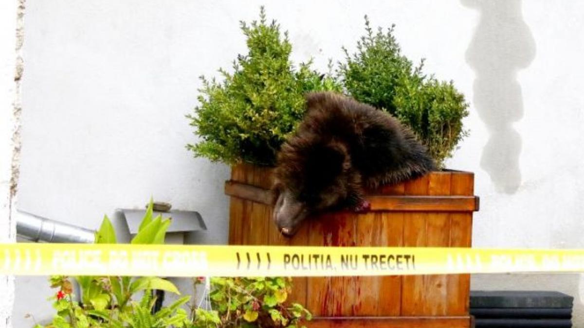 seful politiei municipale sibiu care a dat ordinul de impuscare a ursului imi asum
