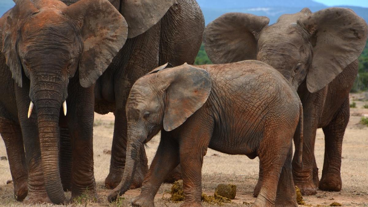 un elefantel a devenit erou dupa ce a sarit sa si salveze ingrijitorul