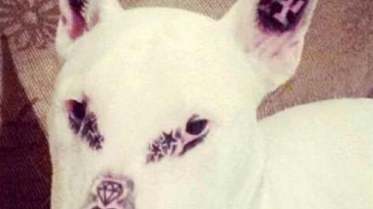 motivul incredibil pentru care un brazilian si a tatuat cainele