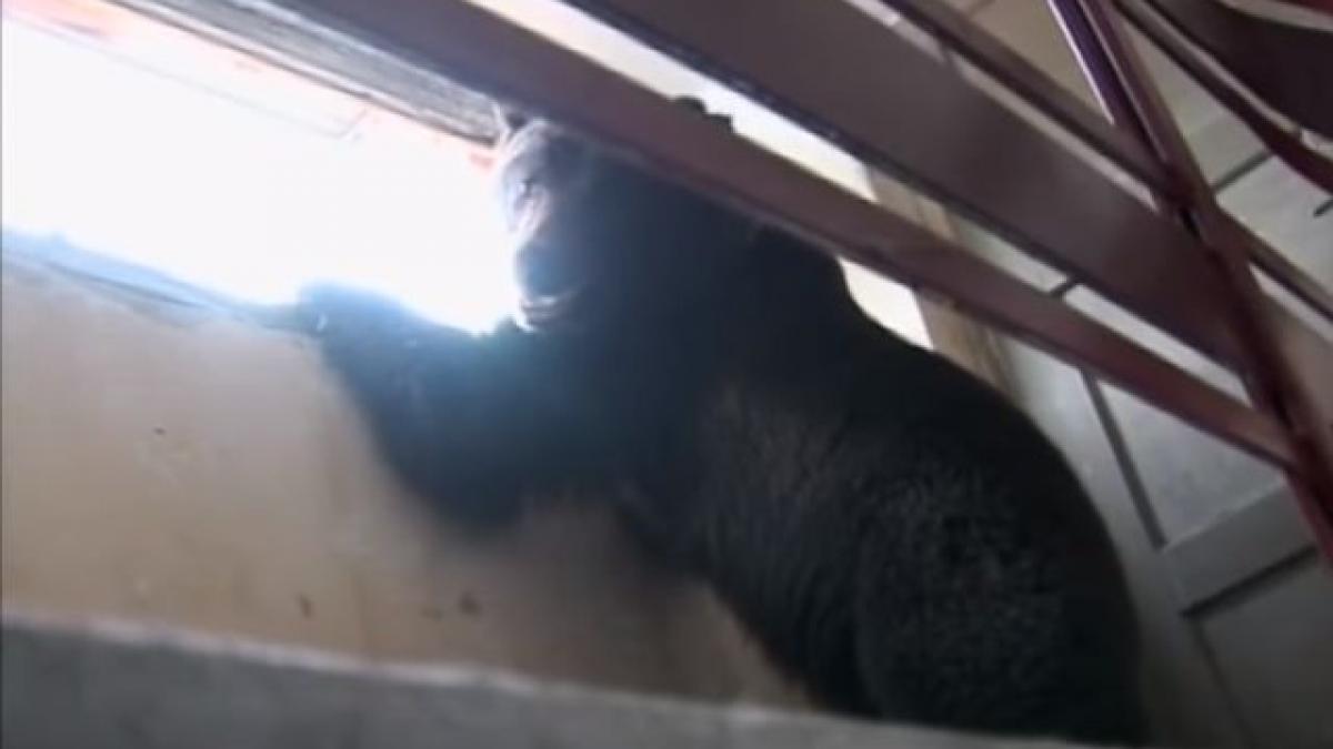 o ursoaica de 300 de kilograme a ajuns cu puii ei la etajul trei al unui bloc din brasov ce s a