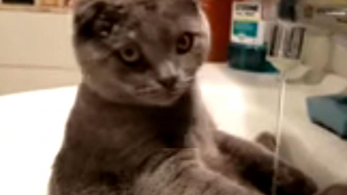 asa ceva nu s a mai pomenit o pisica face baie