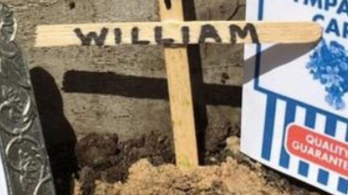 a cumparat un castravete de la magazin dupa 24 de ore se pregatea de inmormantare ce au patit