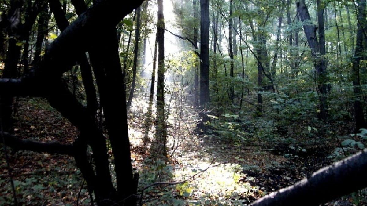 alegeri parlamentare 2016 peste 2 000 de copaci vor fi sacrificati pentru buletinele de vot