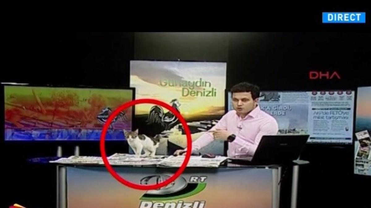 emisiune pisica turcia revista presei