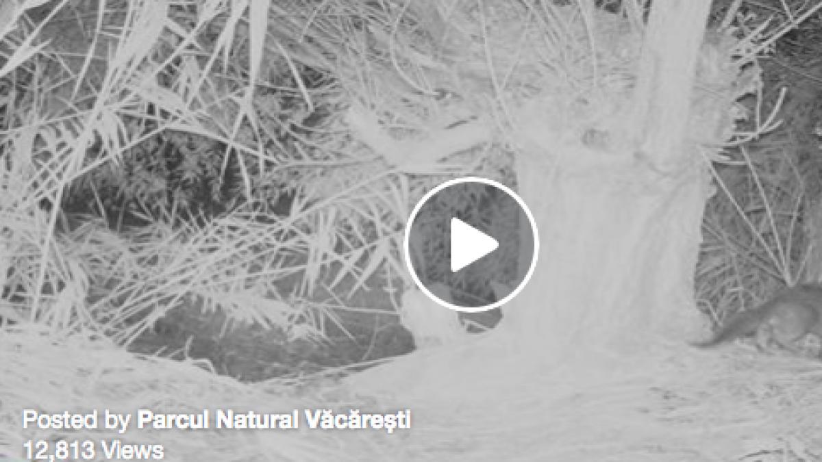 animalul neobisnuit care a fost filmat in centrul bucurestiului video