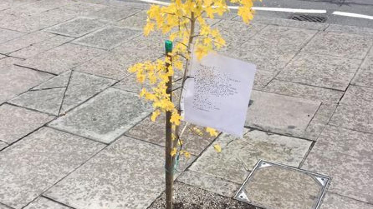 a plantat un copac pe o strada aglomerata din londra si a lasat alaturi un bilet mesajul ei a ajuns