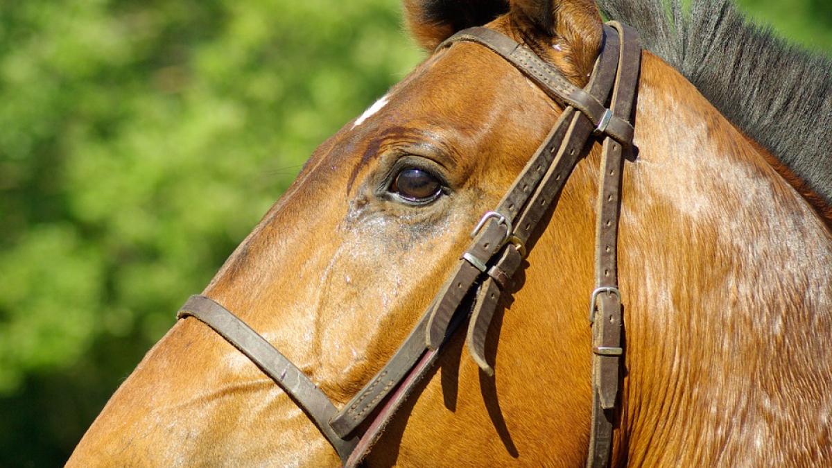 calul maseur noua senzatie a internetului